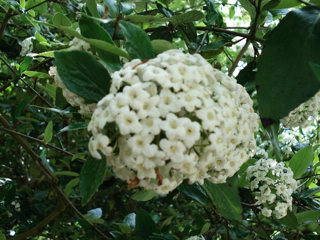 Close-up of flowers blooming outdoors