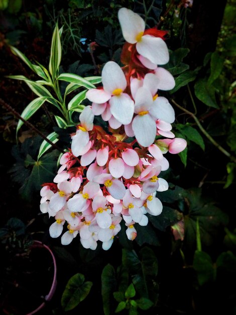 Foto close-up di fiori che fioriscono all'aperto