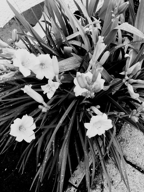 Close-up of flowers blooming outdoors