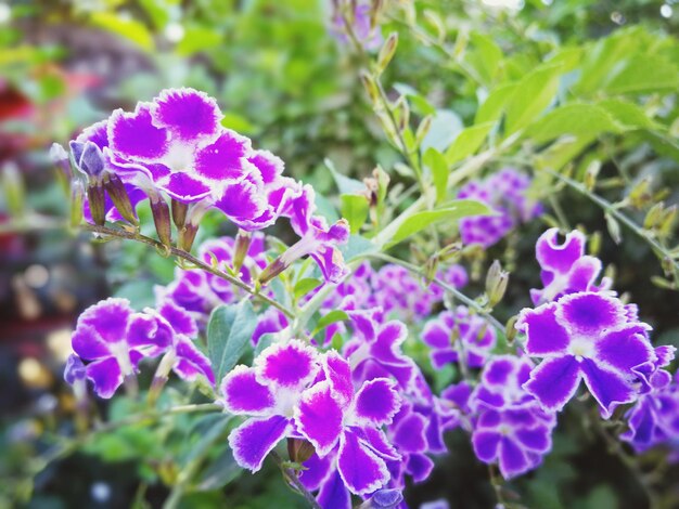 Close-up of flowers blooming outdoors