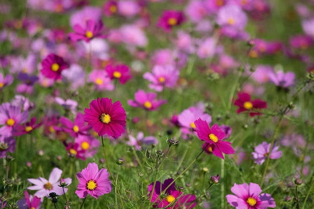 Close-up of flowers blooming outdoors