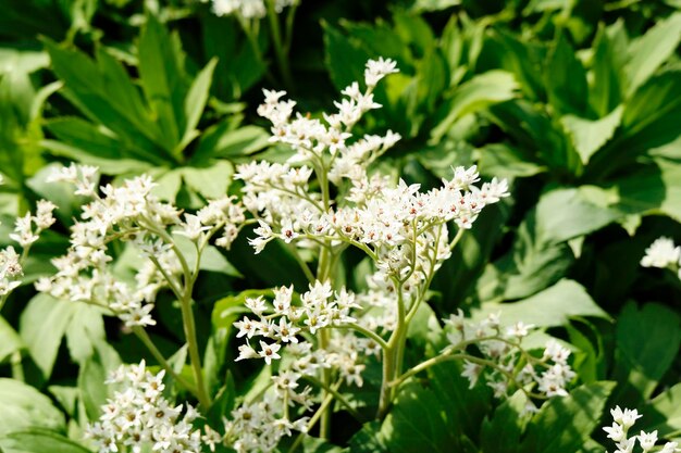 Photo close-up of flowers blooming outdoors