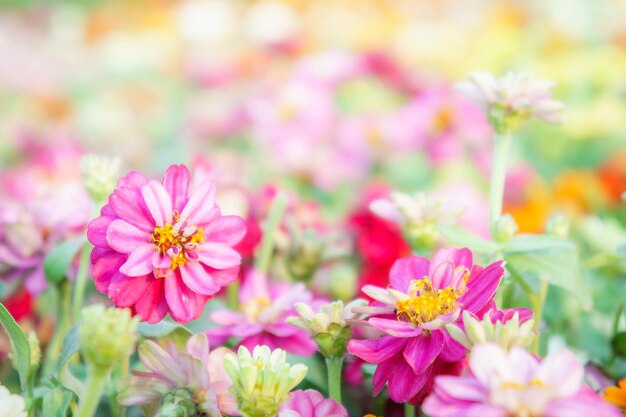 Close-up of flowers blooming outdoors