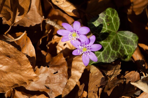 Close-up of flowers blooming outdoors