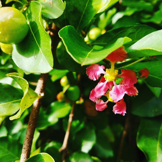 Close-up of flowers blooming outdoors