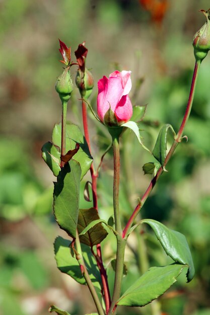 Close-up of flowers blooming outdoors