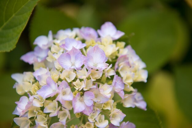 Close-up of flowers blooming outdoors