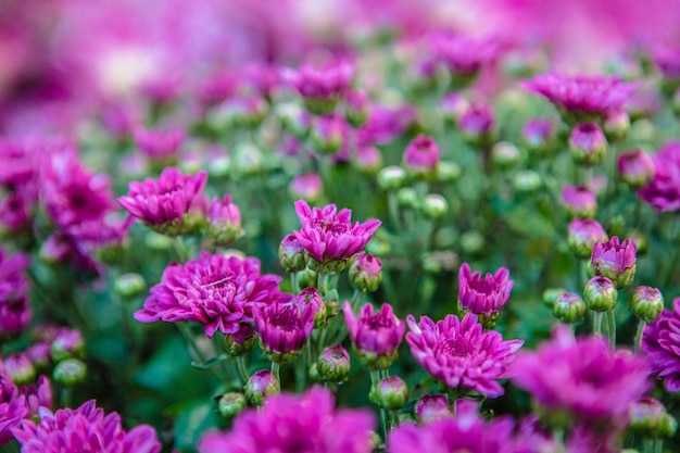 Close-up of flowers blooming outdoors