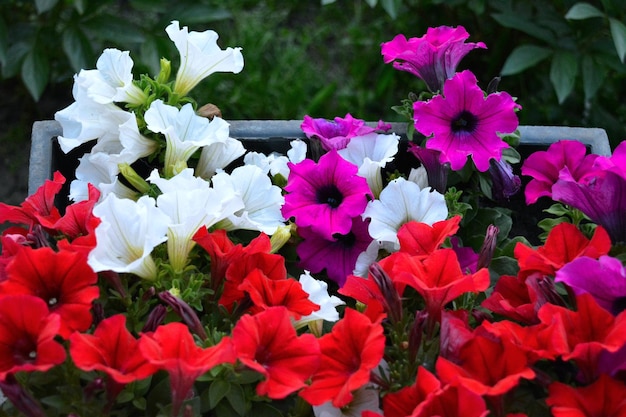 Photo close-up of flowers blooming outdoors