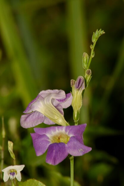 Close-up of flowers blooming outdoors