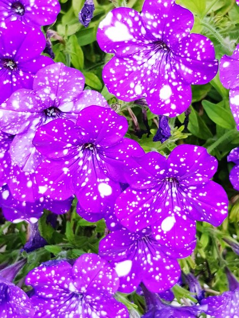 Close-up of flowers blooming outdoors