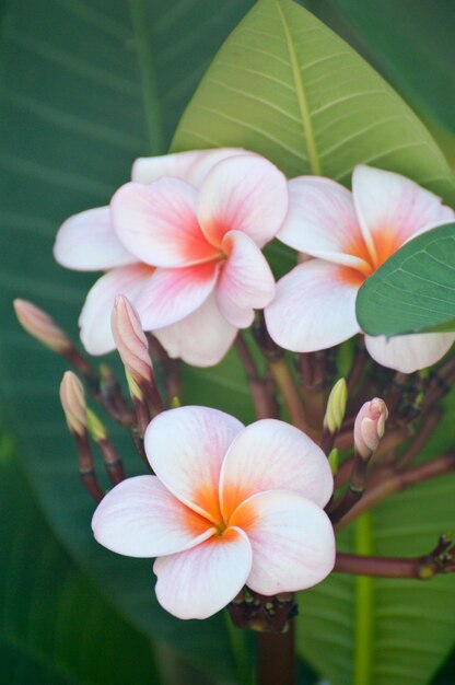 Close-up of flowers blooming outdoors