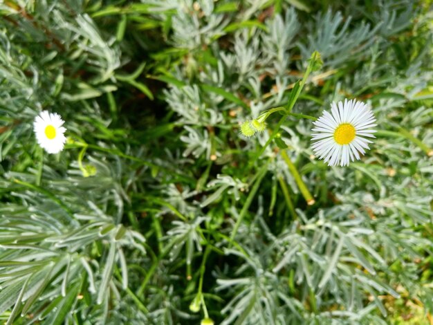 Photo close-up of flowers blooming outdoors