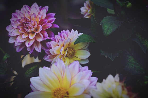 Close-up of flowers blooming outdoors