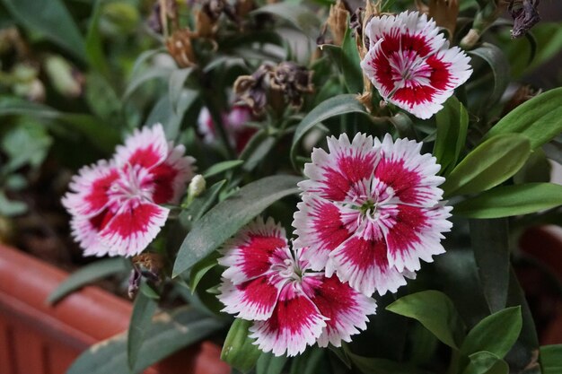 Close-up of flowers blooming outdoors