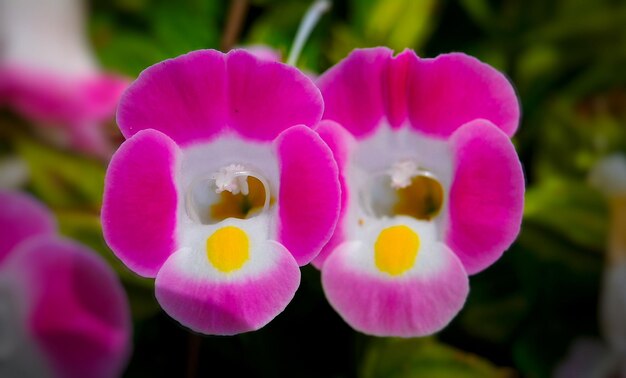 Close-up of flowers blooming outdoors