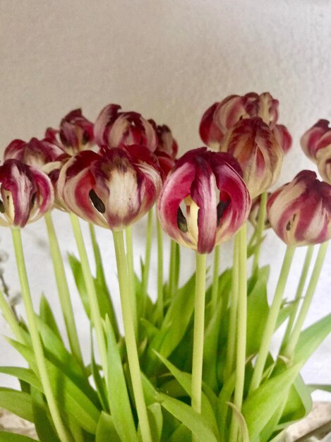 Close-up of flowers blooming outdoors