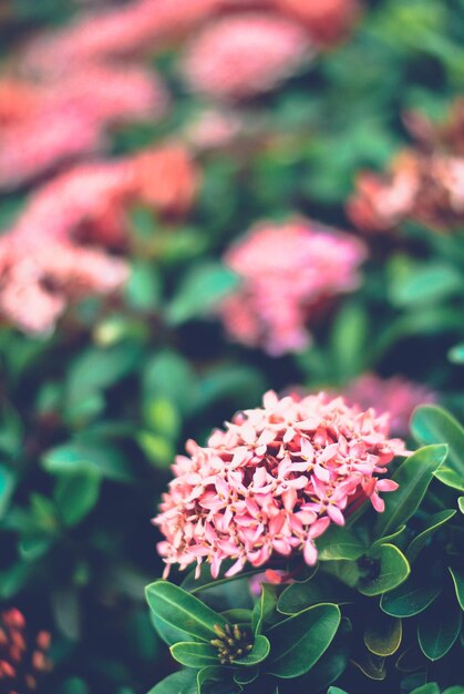 Close-up of flowers blooming outdoors