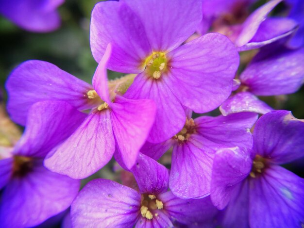 Close-up of flowers blooming outdoors