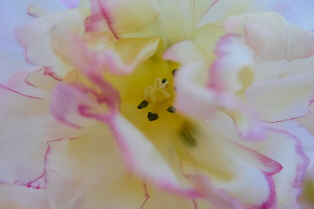 Photo close-up of flowers blooming in park