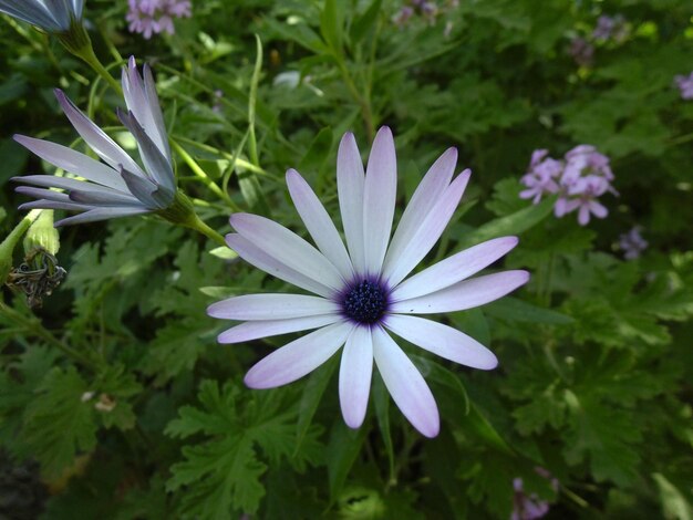 Close-up of flowers blooming in park