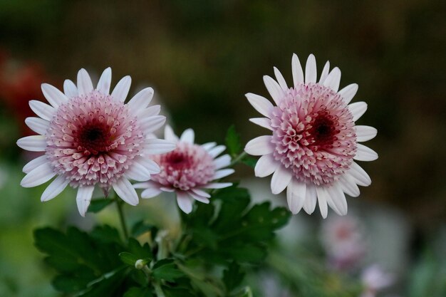 Close-up of flowers blooming in park