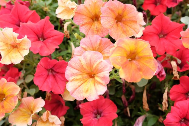 Close-up of flowers blooming at park