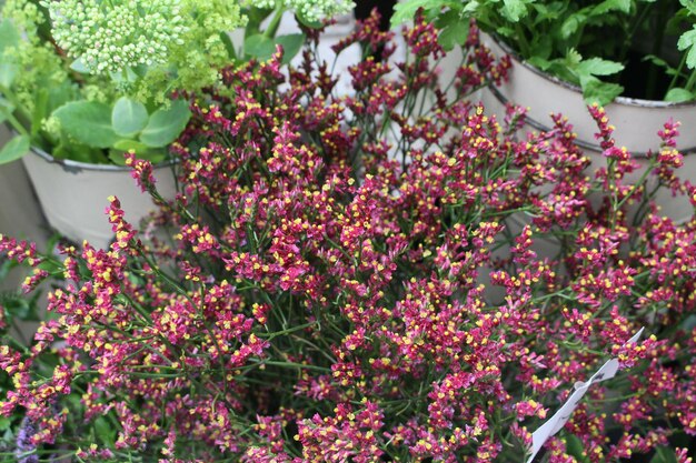 Close-up of flowers blooming on plant