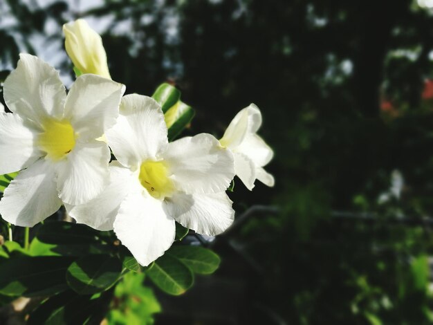 Close-up of flowers blooming on tree