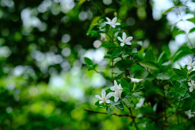 木にく花のクローズアップ