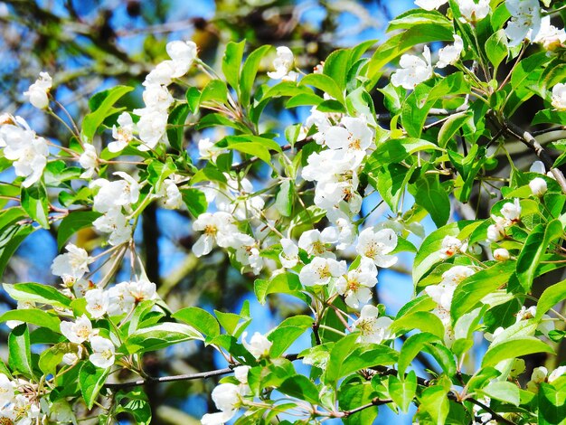 Photo close-up of flowers blooming on tree