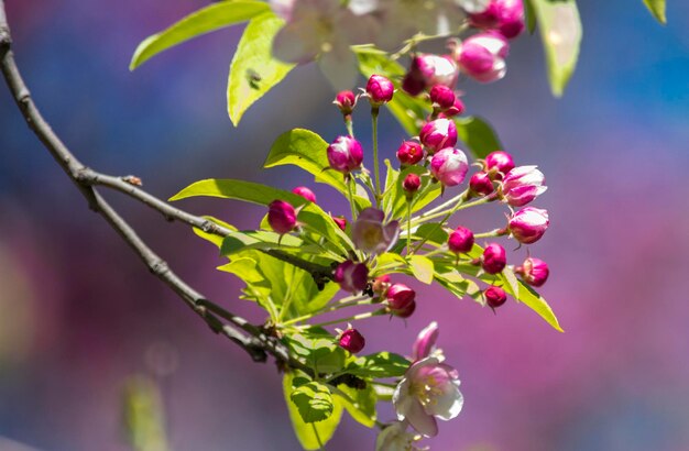 Photo close-up of flowers blooming on tree