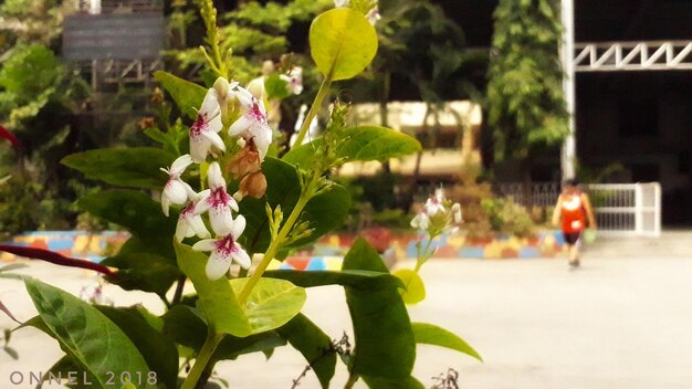 Close-up of flowers blooming on tree