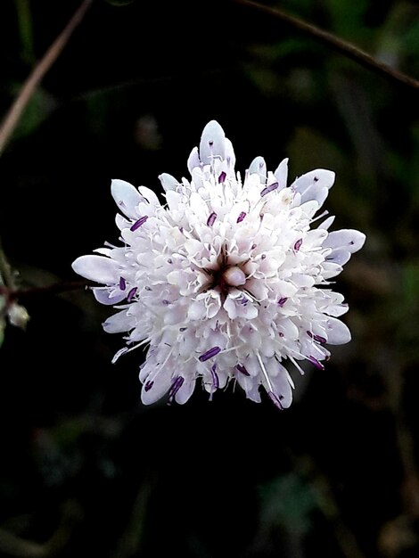 Foto prossimo piano dei fiori che sbocciano