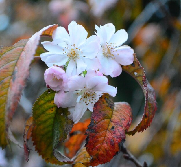 Foto close-up di fiori in fiore