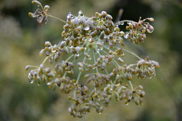 Photo close-up of flowers on branch