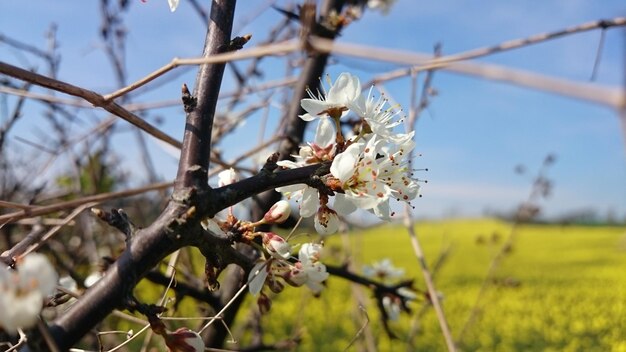 Close-up of flowers on branch