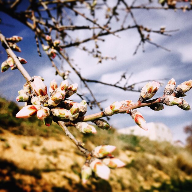 Photo close-up of flowers on branch