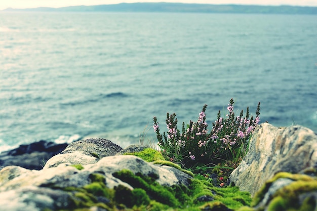 Close-up of flowers by sea
