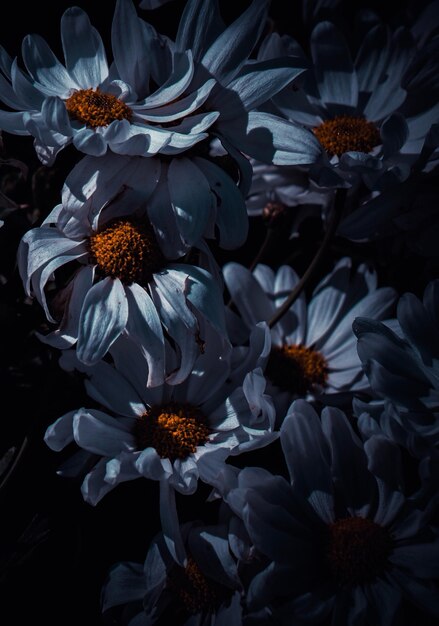 Photo close-up of flowers in darkroom