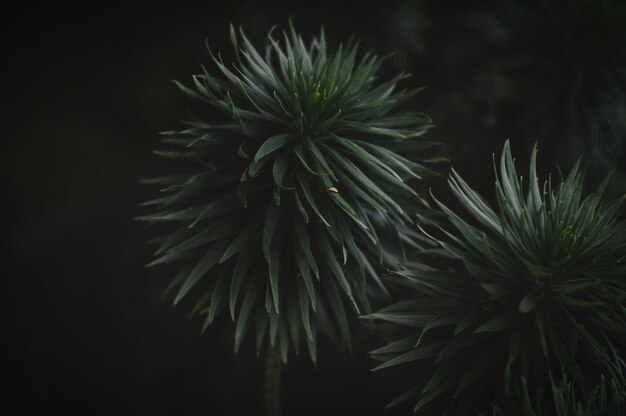 Photo close-up of flowers at dusk