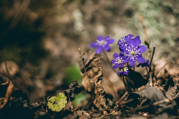 畑の花のクローズアップ