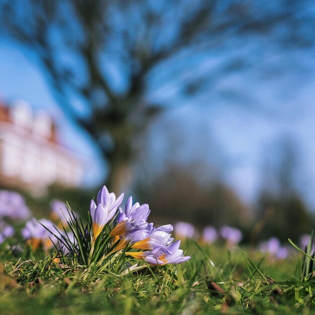 Photo close-up of flowers on ground against blurred background
