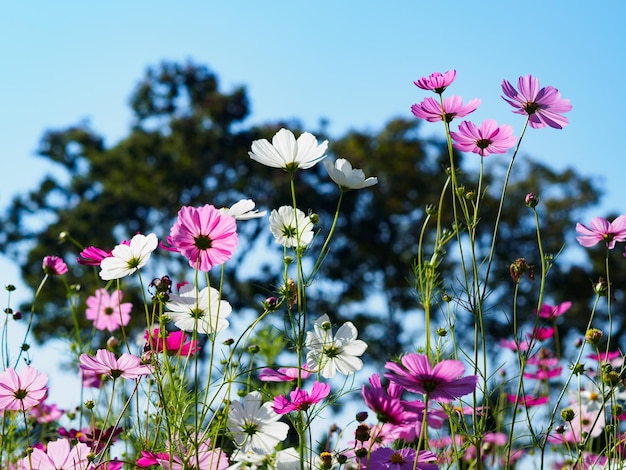 close-up of flowers growing against clear blue sky in park