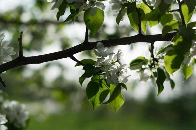 Close-up of flowers growing on branch