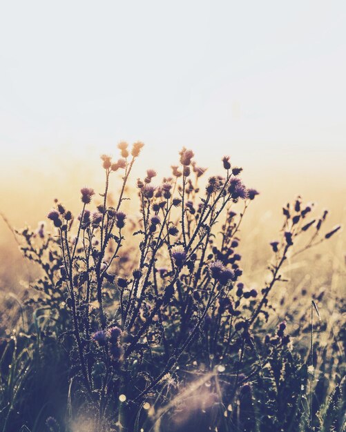 Photo close-up of flowers growing in field against sky