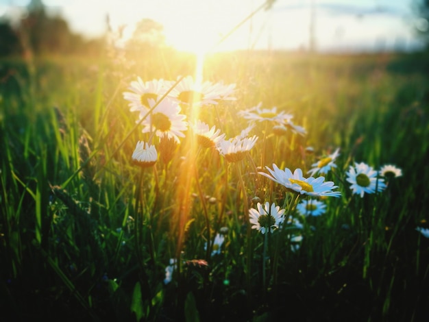 close-up of flowers growing in field