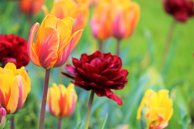 Close-up of flowers growing on field