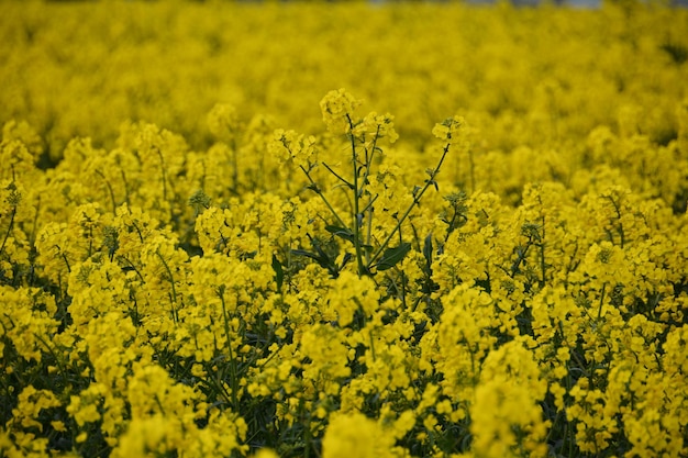 Close-up of flowers growing in field