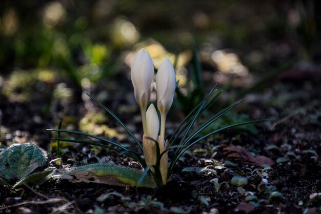 Close-up of flowers growing in field